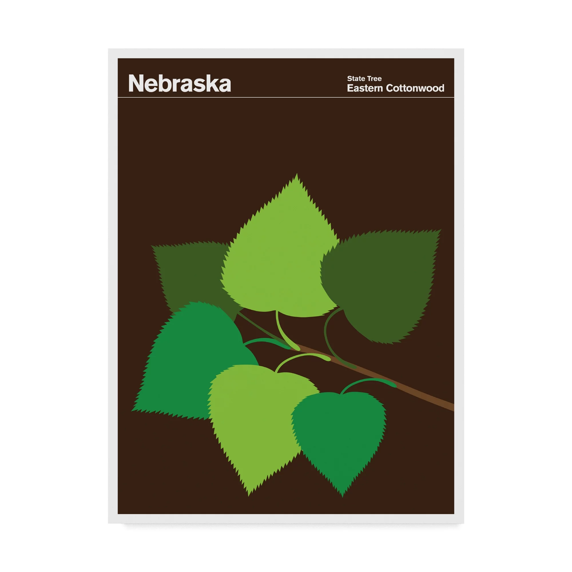 Trademark Fine Art 'Nebraska Eastern Cottonwood' Canvas Art by Print Collection - Artist