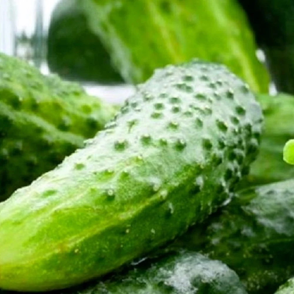 100 Boston Pickling Cucumber Seeds | NON-GMO | Fresh Heirloom Garden Seeds