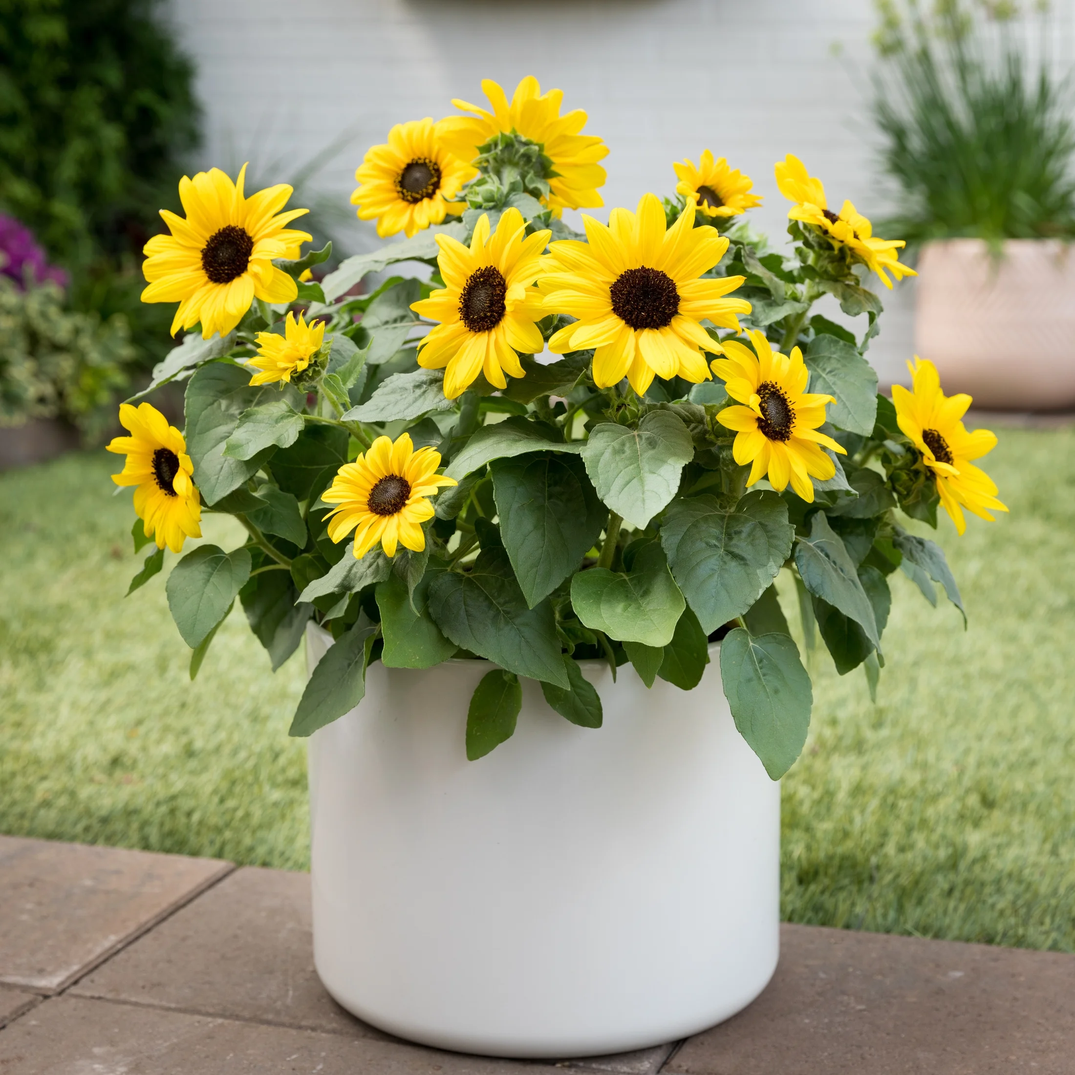 Sunfinity 2.5QT Yellow Sunflower Live Plants with Grower Pot