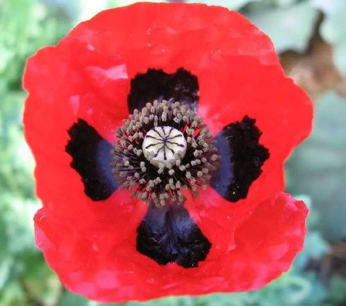 150 RED Lady Bird FLANDERS POPPY Papaver Commutatum Scarlet Black Flower Seeds