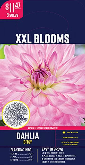 Van Zyverden Dahlia Bitsy, Dormant Bulb, Full Sun, Purple