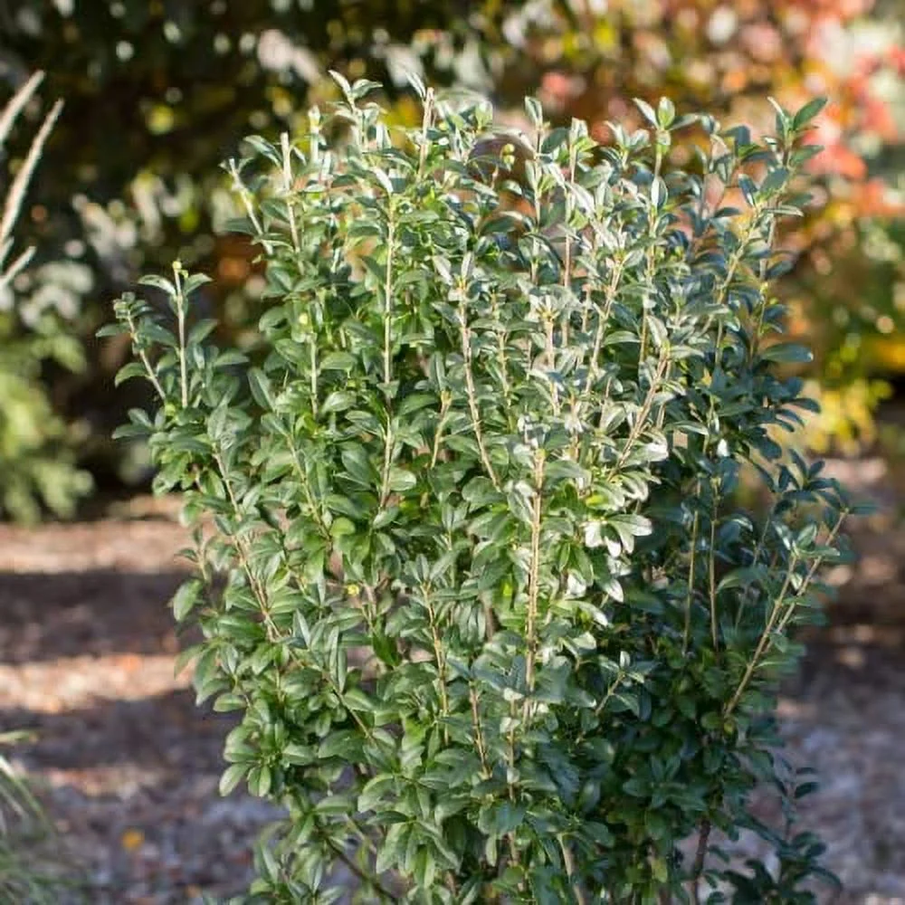 CHUXAY GARDEN 100 Seeds Ligustrum Vulgare Seed,Common Privet,Wild Privet, Prim,European Privet Grows in Garden and Pots Ground Cover