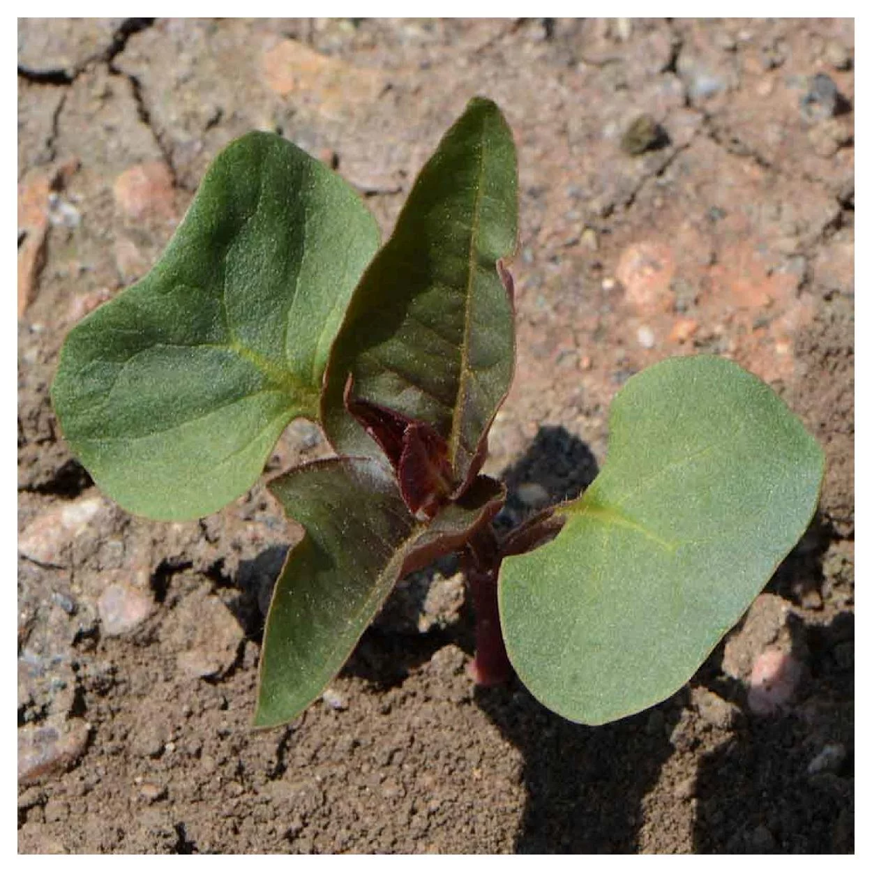 Everwilde Farms - 50 Rose Four O Clock Garden Flower Seeds - Gold Vault Jumbo Bulk Seed Packet