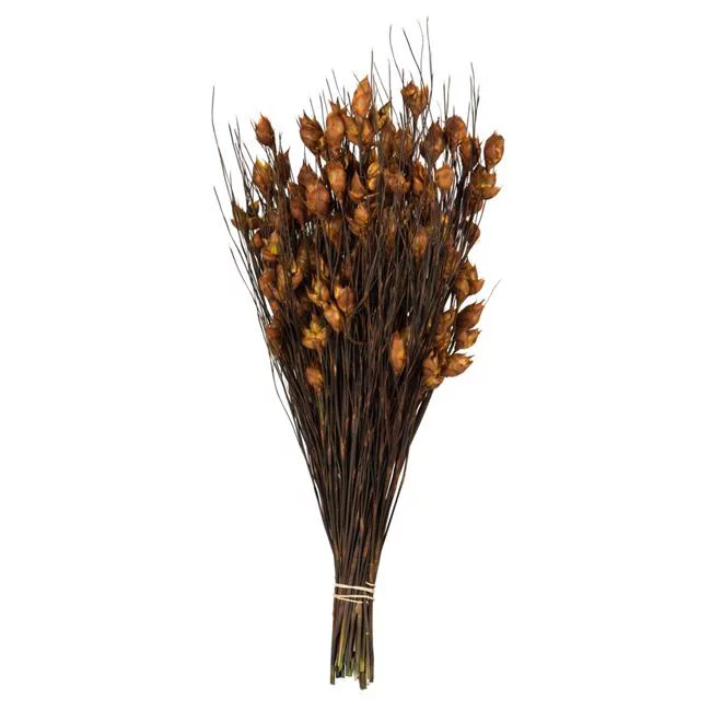 15-20 in. Short Stems Bell Grass with 5-6 oz Bundle Autumn Seed Pods