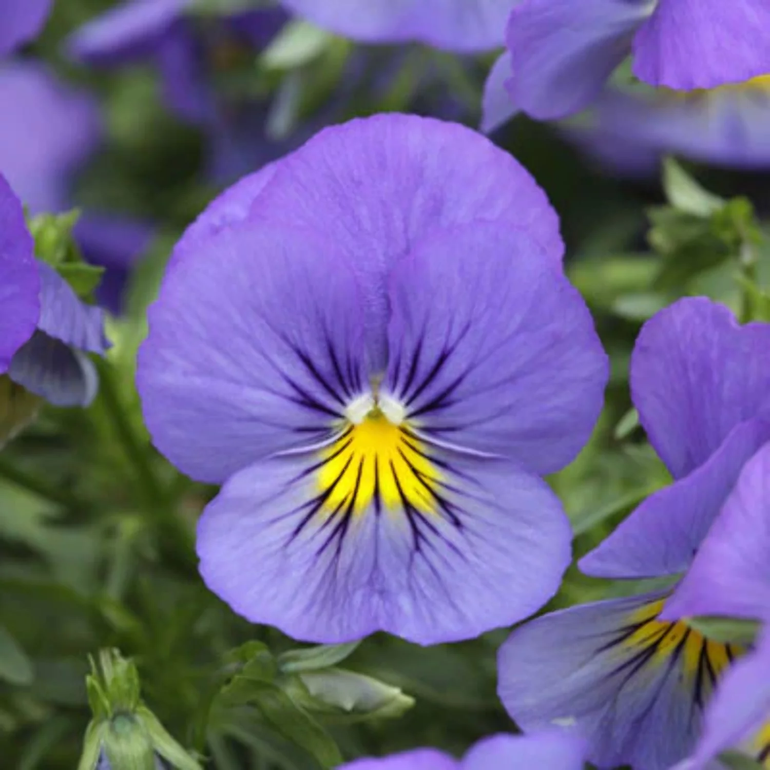 Pansy Cool Wave® Blue Skies Seed