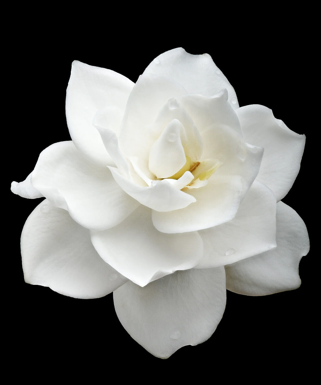 50 GARDENIA / CAPE JASMINE Jasminoides Fragrant White Shrub Flower Seeds *FlatSH