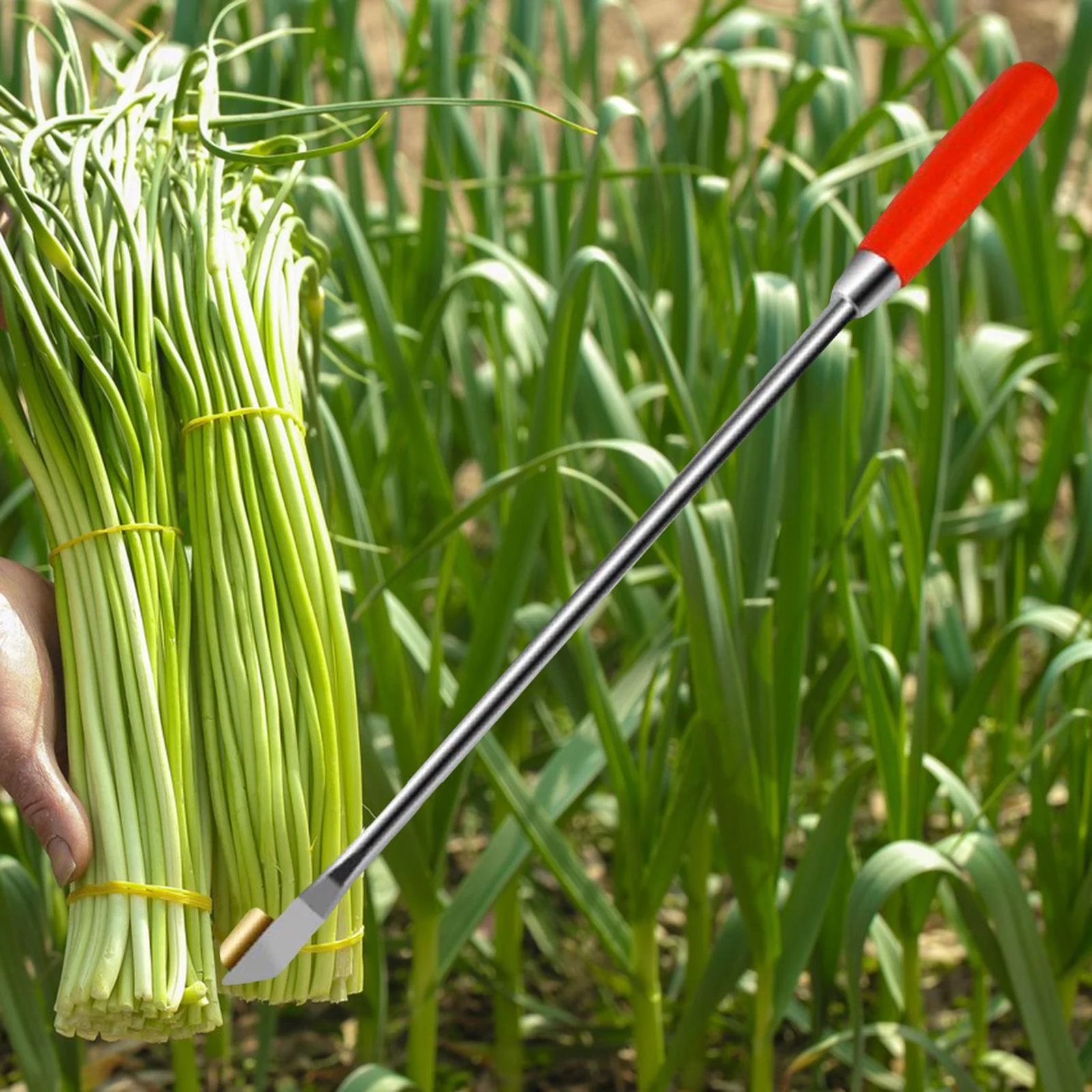 TISHITA Garlic Peeling ,Peeling Garlic Tool ,Lengthen Handle ,Portable Manual Handheld Garlic Sprout Harvesting Peeling Remover