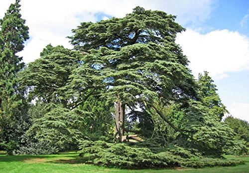 Cold Hardy Cedar of Lebanon - Cedrus libani 'Eugene' - 1 - Year Live Plant