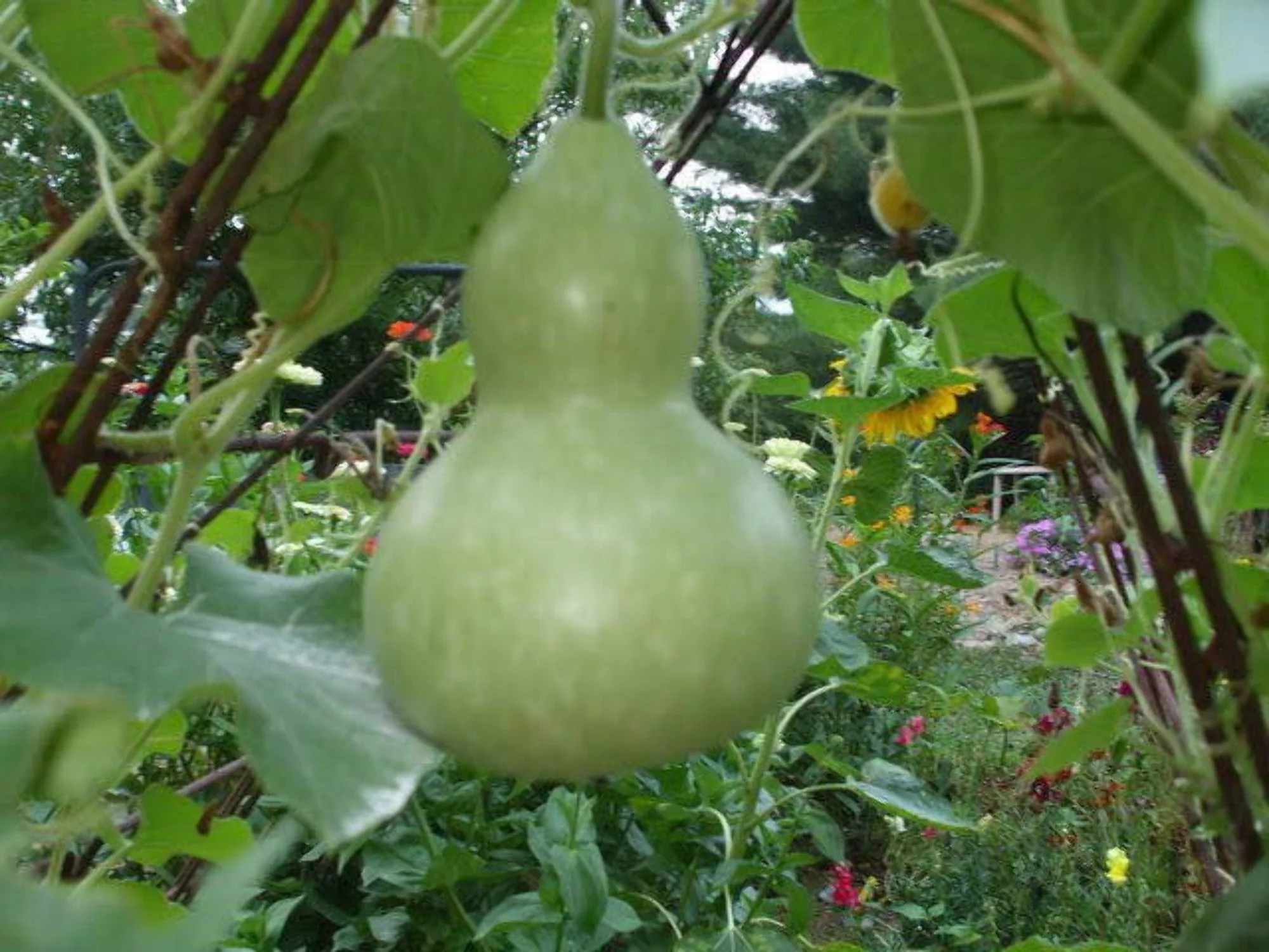 20 Seeds BIRDHOUSE GOURD (Hard Shelled Gourd / Calabash) Lagenaria Siceraria Vine Seeds