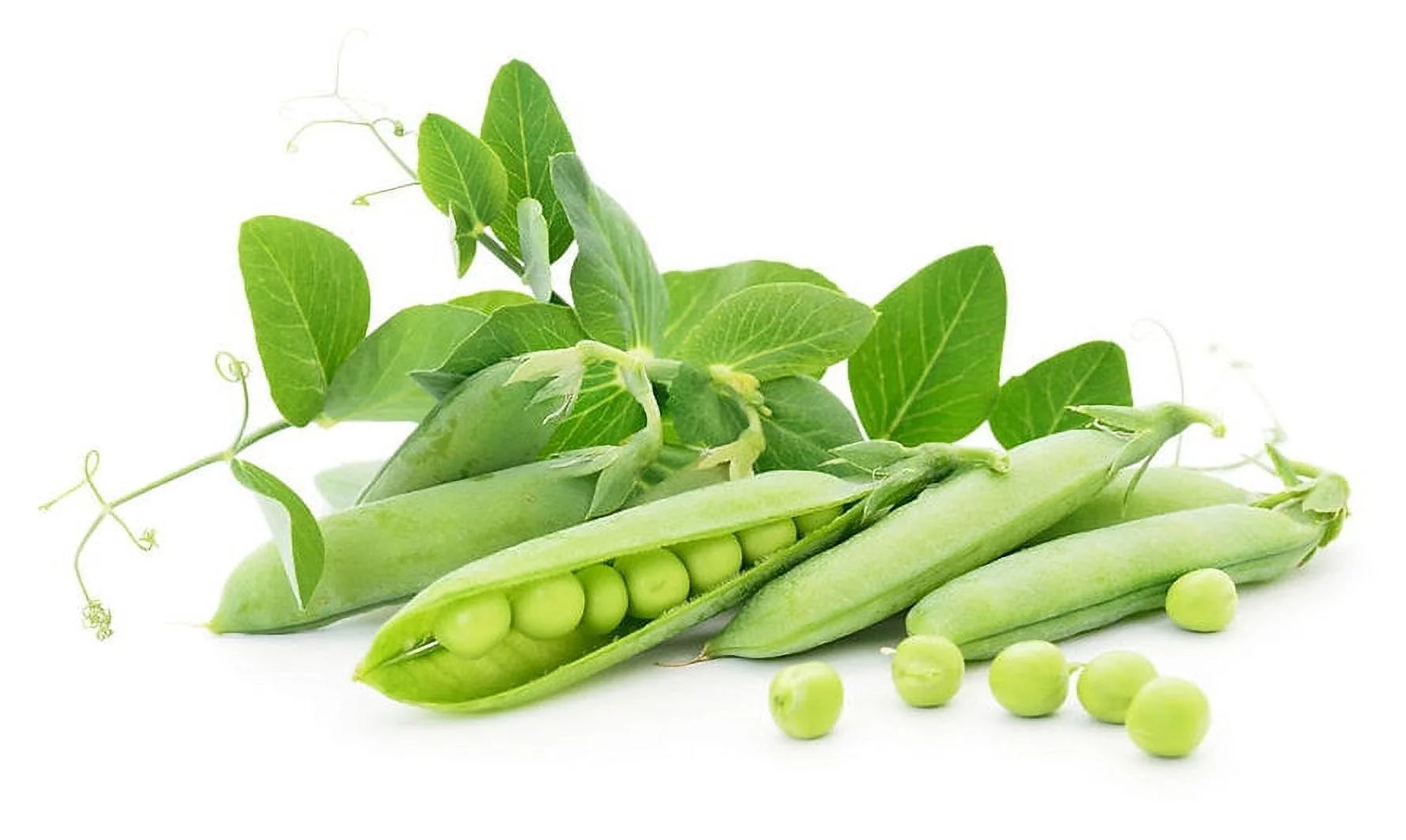 Vegetable Seeds- Pea- Early Alaska Heirloom Pea -100 Seeds -Tender and Sweet -Loves Cool Weather -Produces Early
