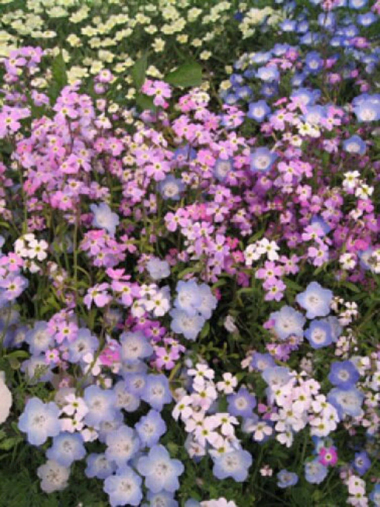 4000 VIRGINIA STOCK Malcolmia Maritima Flower Seeds
