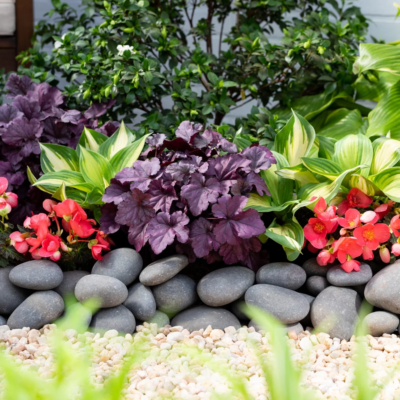 Proven Winners 2.5QT Heuchera Dolce Silver Gumdrop Live Plant Grower Pot Shade