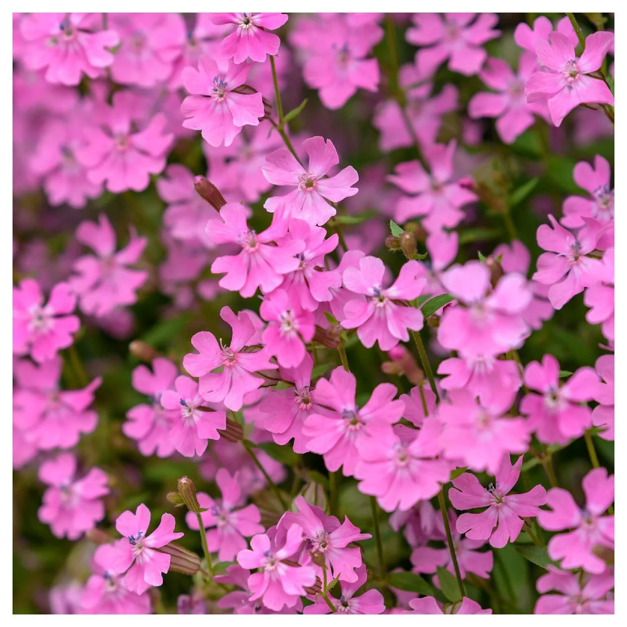 Everwilde Farms - 2000 Nodding Catchfly Garden Flower Seeds - Gold Vault Jumbo Bulk Seed Packet