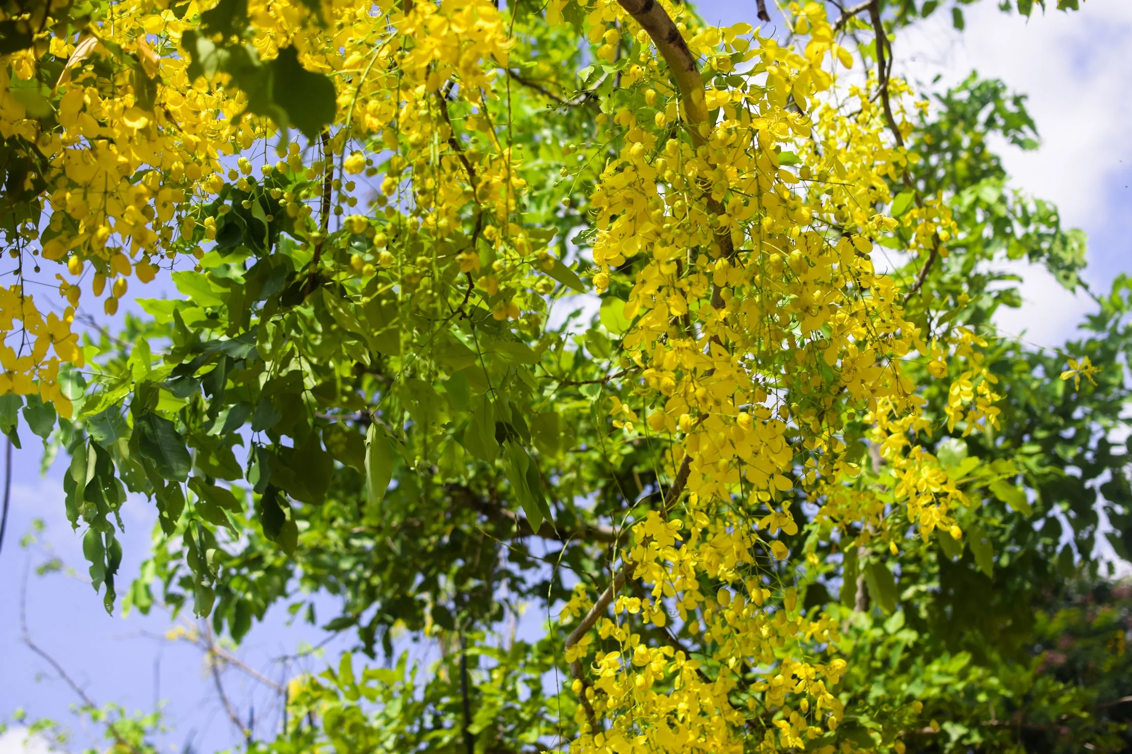 SEEDS= = =Yellow Shower Tree-10 Seeds- Tropical Plant Seed Pack-   Brilliant Yellow Flowers - Container Gardening -Cassia fistula= = =Serendipity Seeds