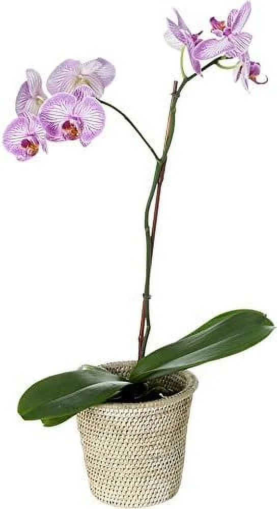 1080026 La Jolla Rattan Planter, Small, White Wash