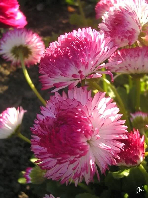 100 STRAWBERRIES & CREAM ENGLISH DAISY Bellis Perennis Flower Seeds *Comb S/H