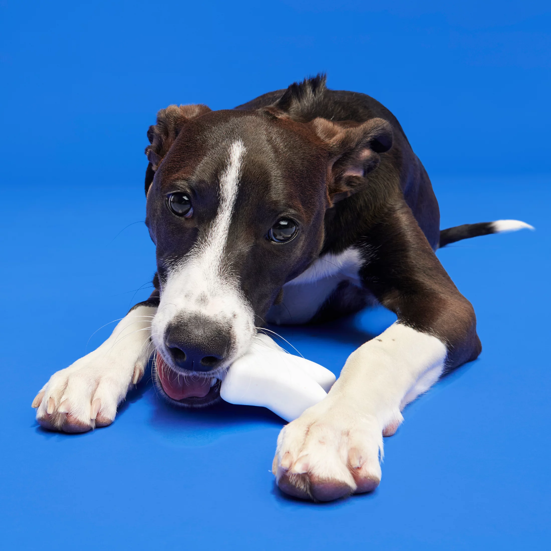 BARK Star Spangled Slammer Super Chewer - Yankee Doodle Dog Toy, american cheese scented