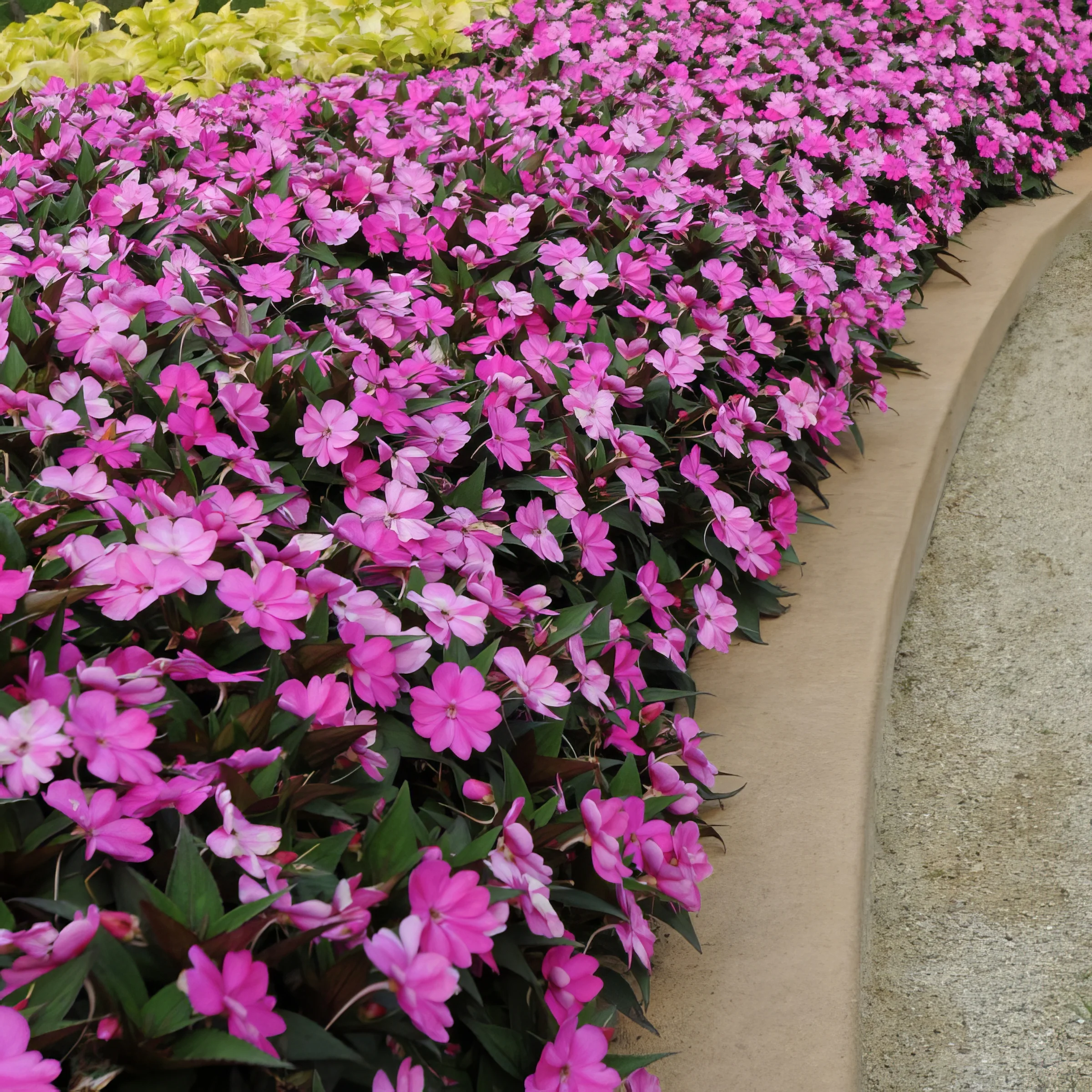 2.5 in. Impatiens Compact Lilac SunPatiens (3-Pack)
