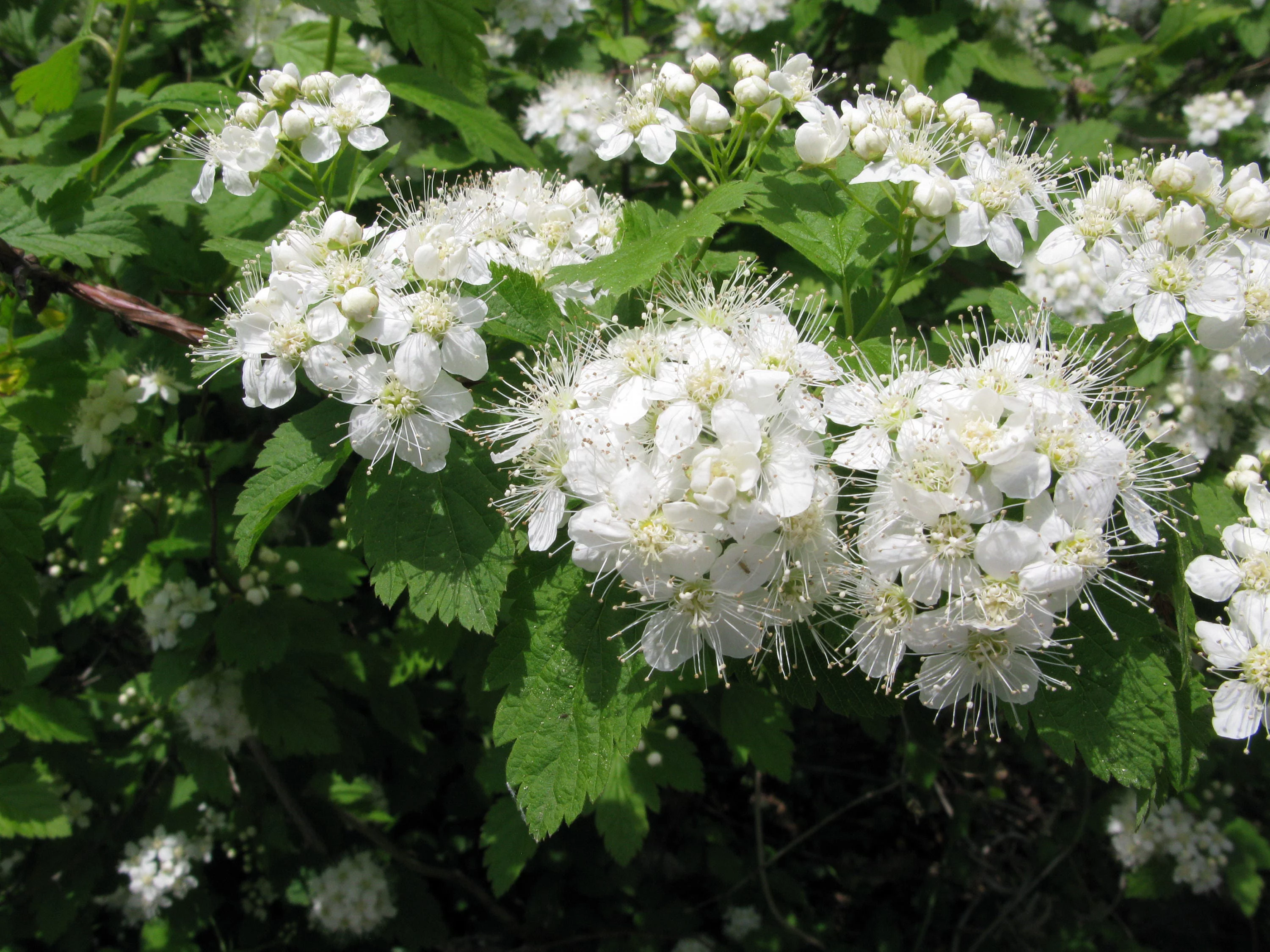 50 White CHINESE SPIREA Spiraea Chinensis Flower Bush Shrub Seeds