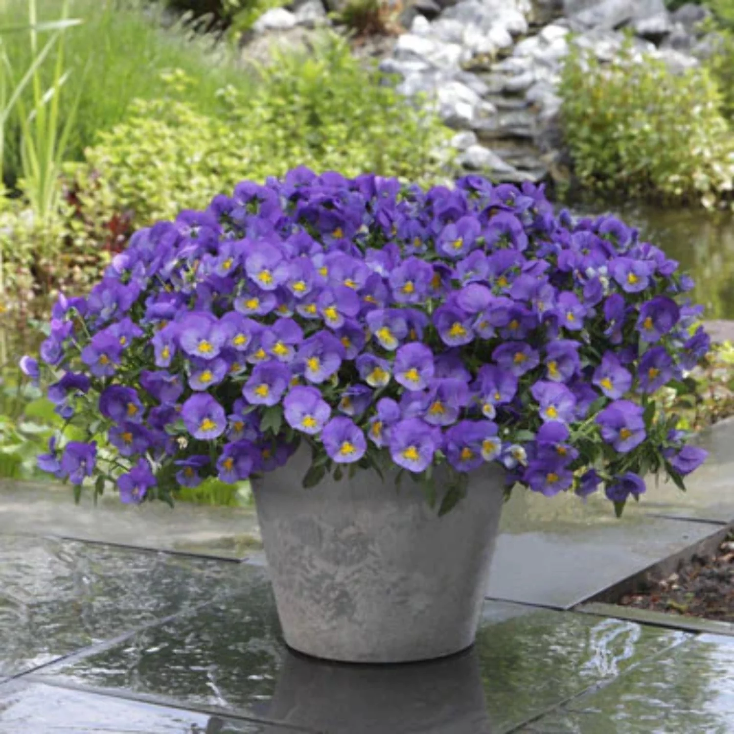 Pansy Cool Wave® Blue Skies Seed