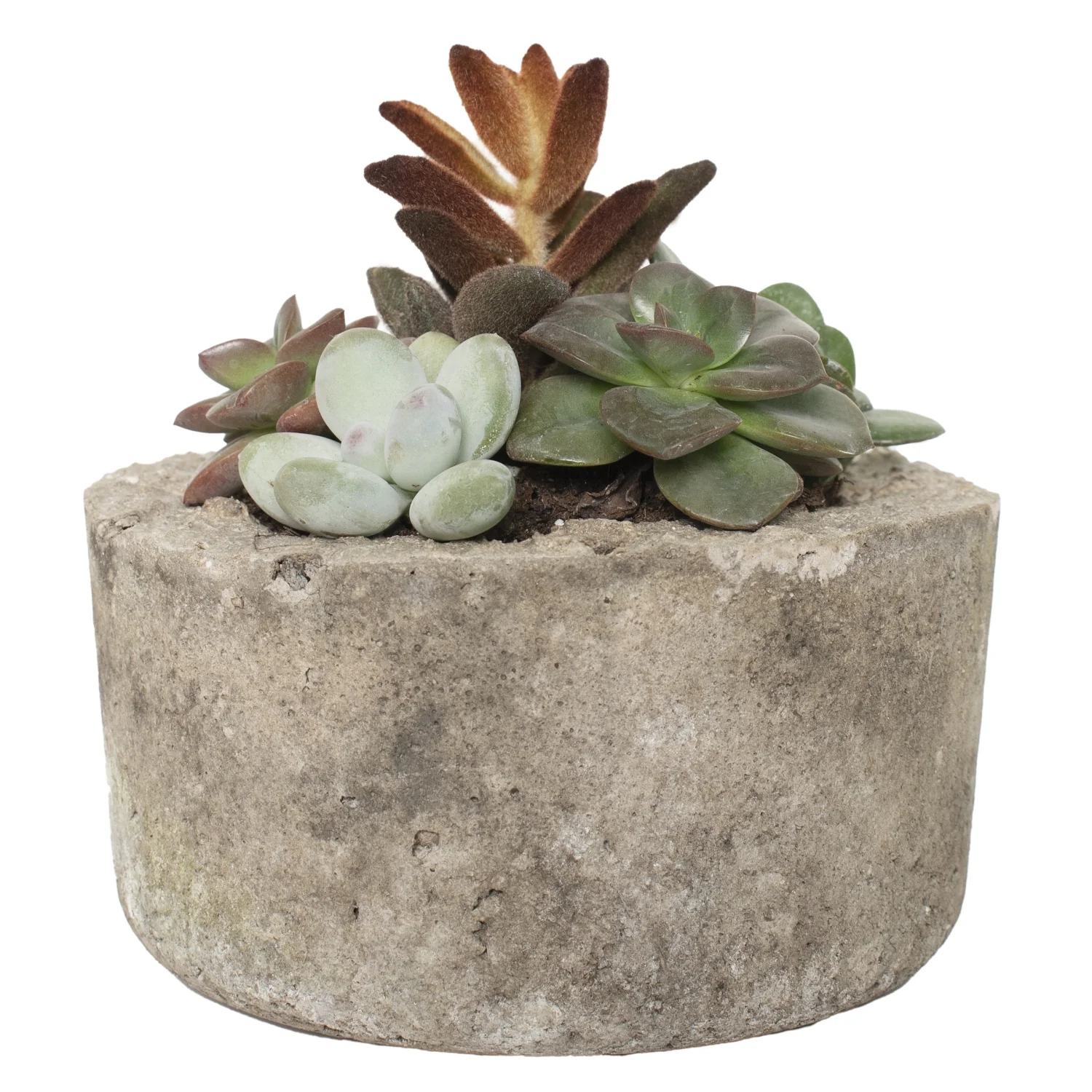 6 in. Succulent Garden Mix in Decorative Stone Container