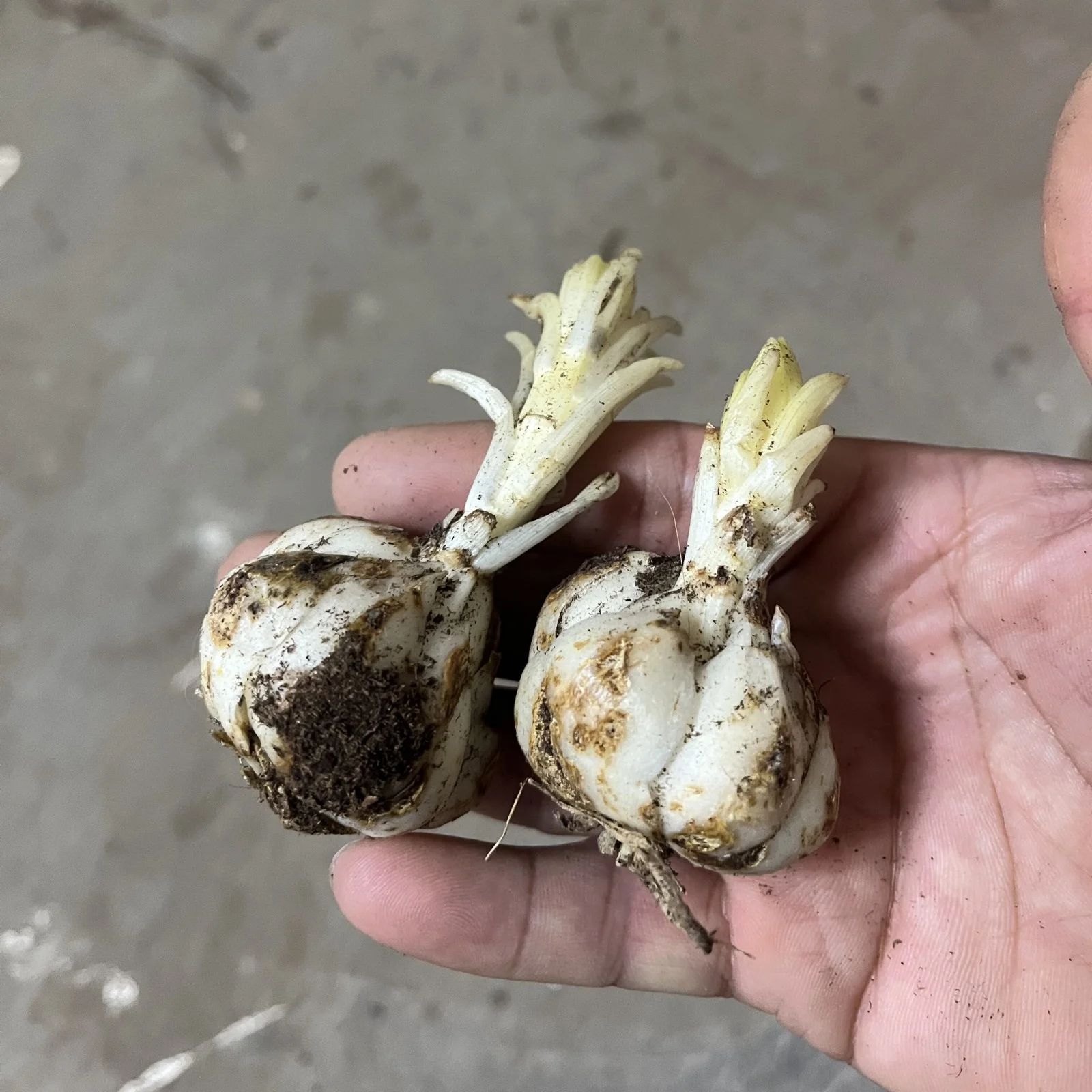 Lily Bulbs,Lily Bulbs For Planting Outdoors,Lily Bulbs Perennial,Stargazer Lily Bulbs,Beautify Environment,Surprise Lily Bulbs,Tiger Lily Bulbs For Sale.