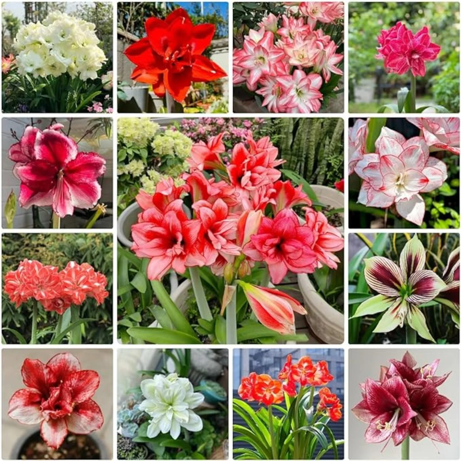Amaryllis Bulbs For Planting,Iridescent,Amarillos,Amaryllis Bulbs For Sale,Amaryllis Pots,Amaryllis Plants,Amaryllis Belladonna Bulbs,Beautify Environment,Amaryllis Belladonna.