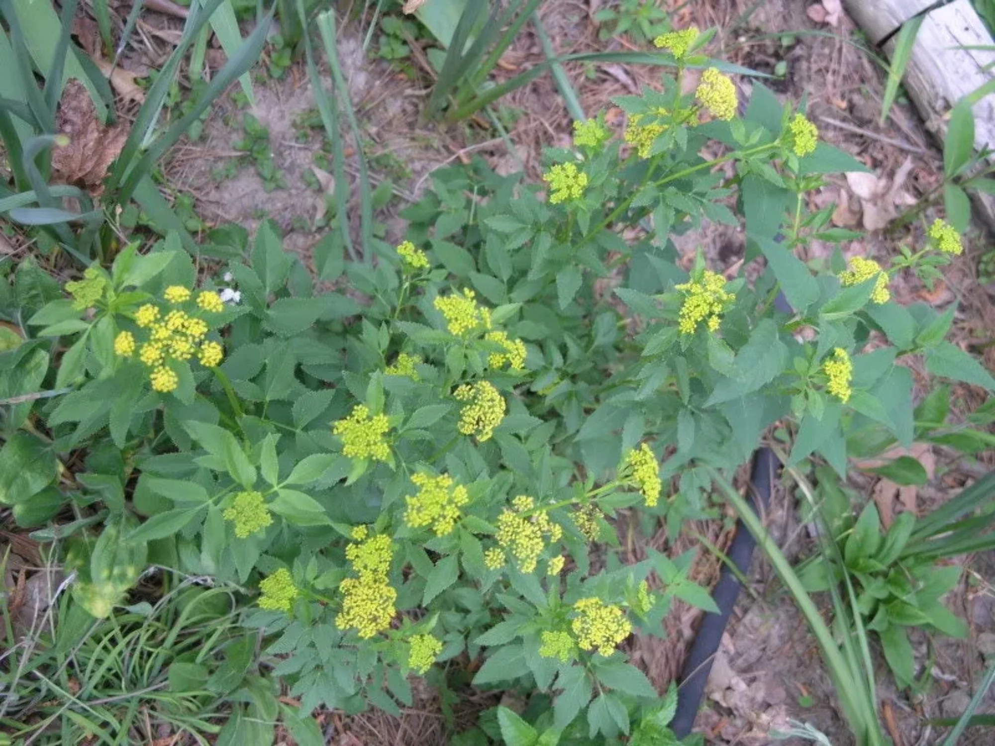 150 GOLDEN ALEXANDER (Golden Zizia / Meadow Zizia) Zizia Aurea Flower Seeds