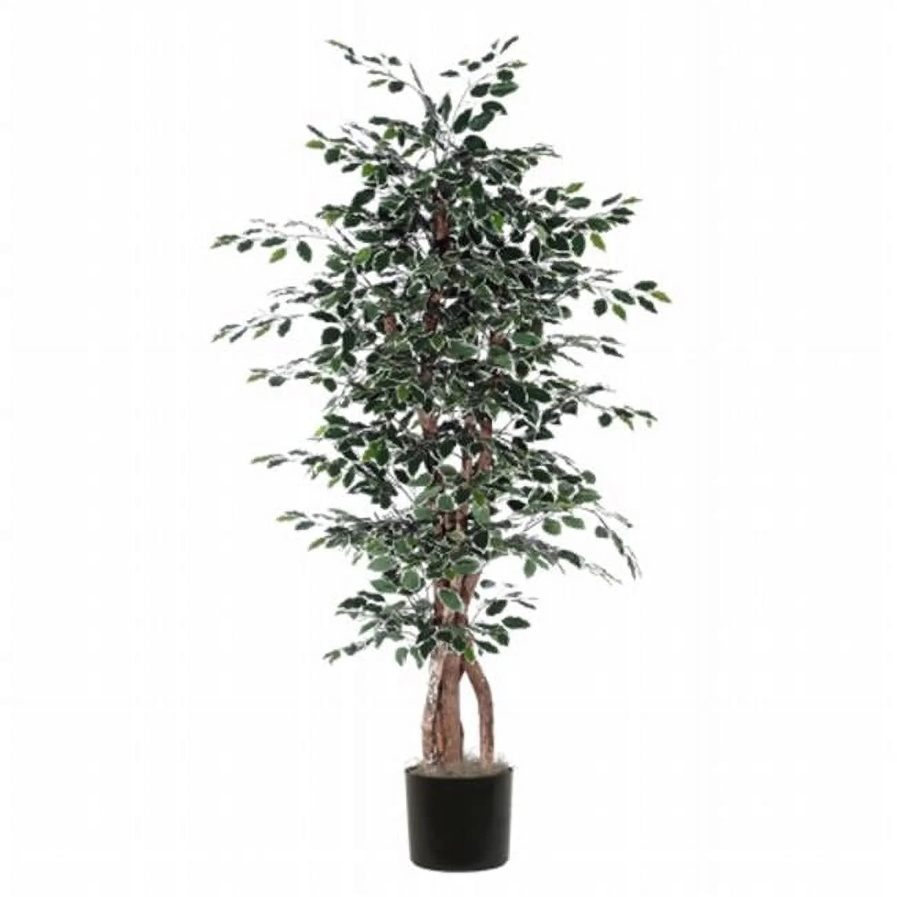 6' Variegated Ficus Executive