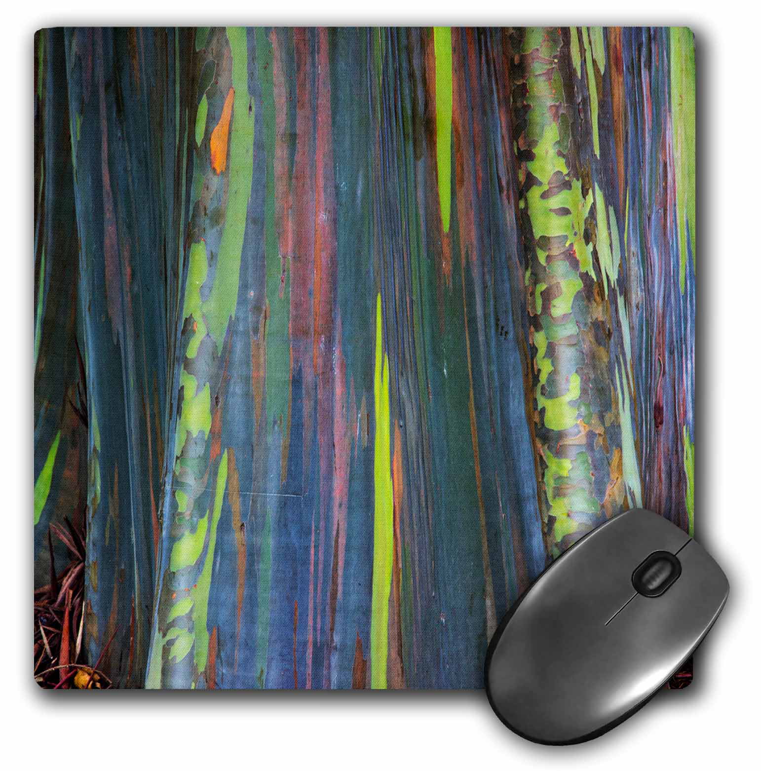 3dRose USA, Hawaii, Oahu, Rainbow eucalyptus Tree growing in forest - Mouse Pad, 8 by 8-inch (mp_278958_1)