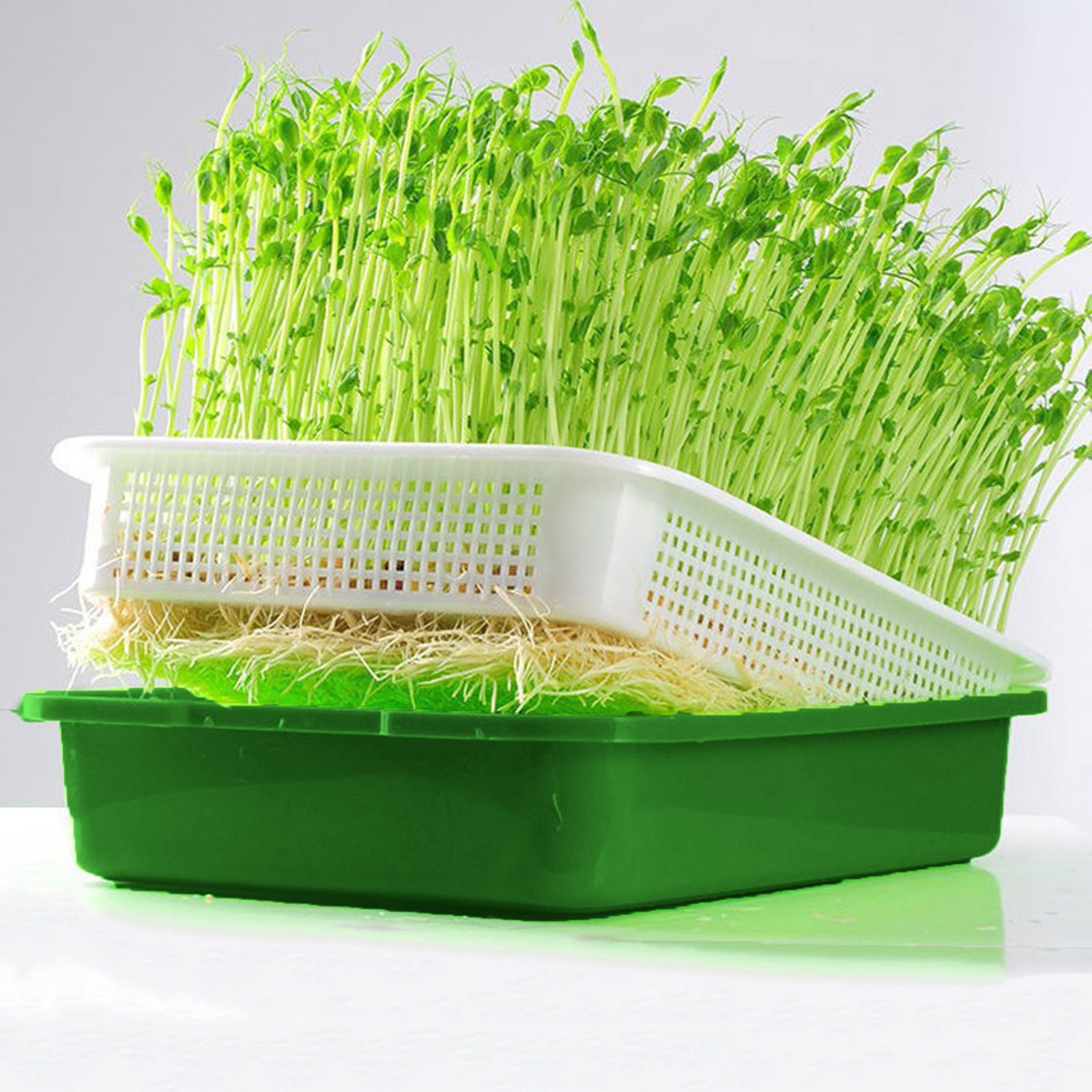 SIfdSeng Germination Trays with Lid Sprouter Tray Trays Hydroponics Growing Seedling Tray with Cover Sprout Seedling Tray Catgrass Wheat Tray Hydroponic Tray On Paper Hole Tray Encrypting 106