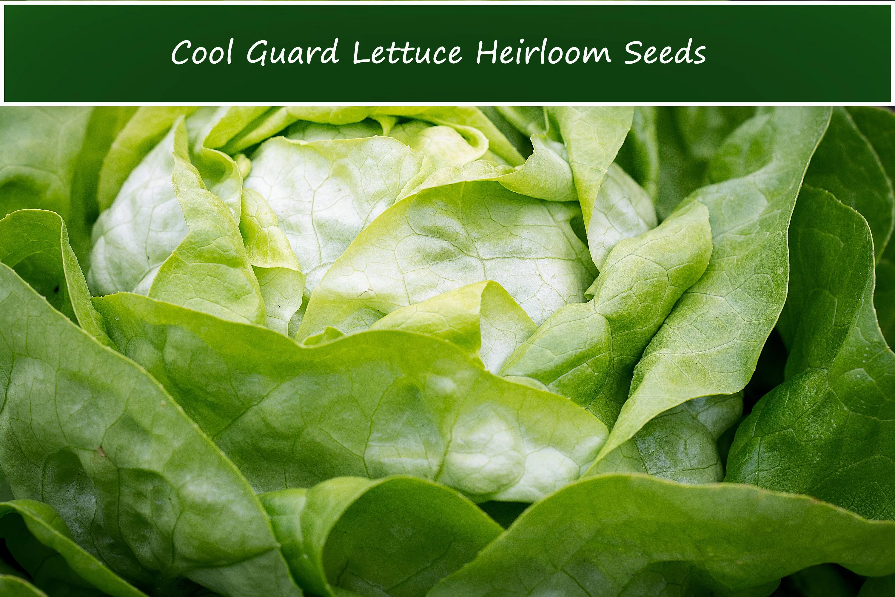 Cool Guard Lettuce - 250 Seeds-Heirloom Iceburg Head Lettuce--Sweet Tasty-Slow Bolting-Home Gardens-Market Grower Coolguard