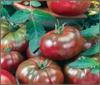 Clovers Garden Black Krim Tomato Plant - Two (2) Live Plants - Non-GMO - Not Seeds - Each 4”-7” Tall - in a 3.5” Pots