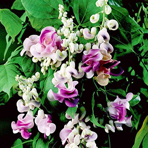 Corkscrew Vine Seeds Snail Vine Fast-Growing Perennial Fragrant Attracts Pollinators GMO Free Outdoor Trellis Fence Arbor 8Pcs by YEGAOL Garden