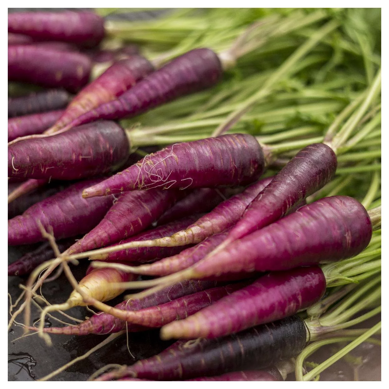 Everwilde Farms - 1000 Cosmic Purple Carrot Seeds - Gold Vault Jumbo Bulk Seed Packet