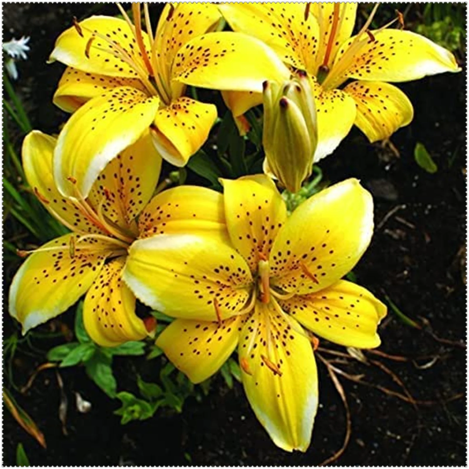Lily Bulbs, Lily Plant Mature Lily Roots Lily Tuber Lily Plant Live,Tiger Lily Bulbs For Planting,Lily Bulbs For Planting Outdoors,Lily Bulbs Perennial, Gardening Treasures, Stargazer Lily Bulbs.