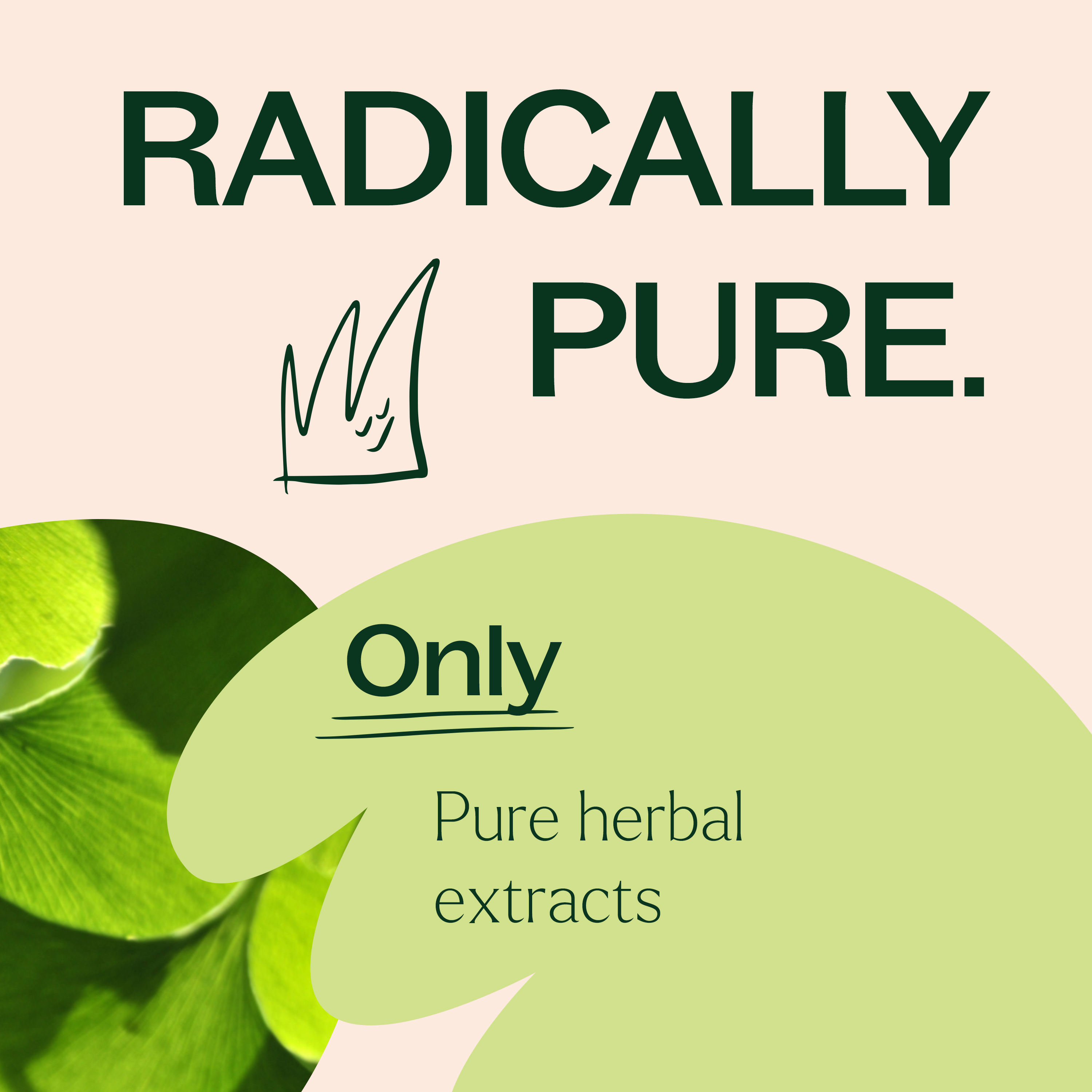 Plant Therapy Ginkgo Biloba Herbal Supplement Capsules, Supports Memory & Cognitive Function, Promotes Healthy Circulation, Antioxidant-Rich, 120 Vegetarian Capsules