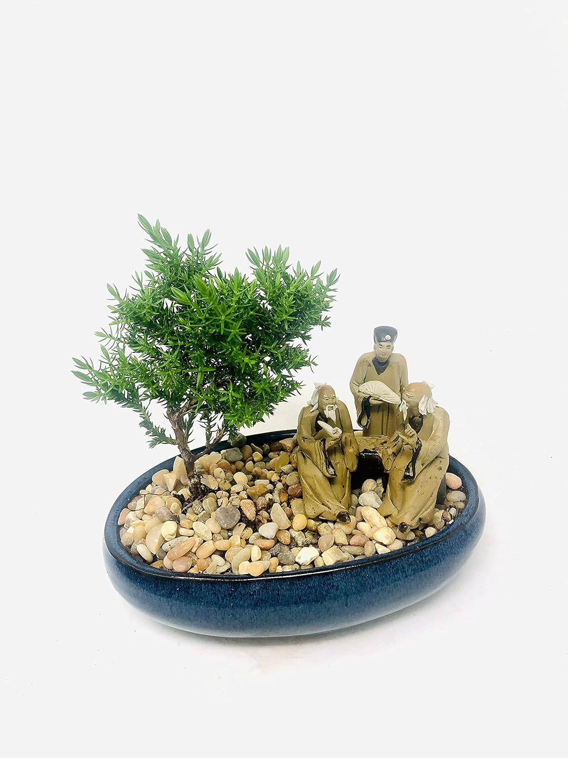 Full Sun/Partial Shade Juniper Bonsai Tree (8.5x5.5'' Ceramic Included)