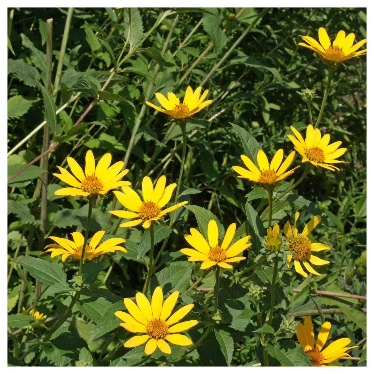 Everwilde Farms - 1000 Early Sunflower Native Wildflower Seeds - Gold Vault Jumbo Bulk Seed Packet