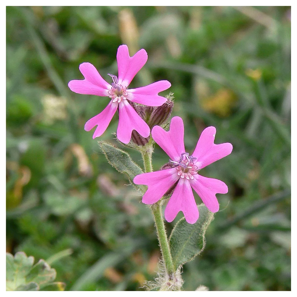 Everwilde Farms - 2000 Nodding Catchfly Garden Flower Seeds - Gold Vault Jumbo Bulk Seed Packet