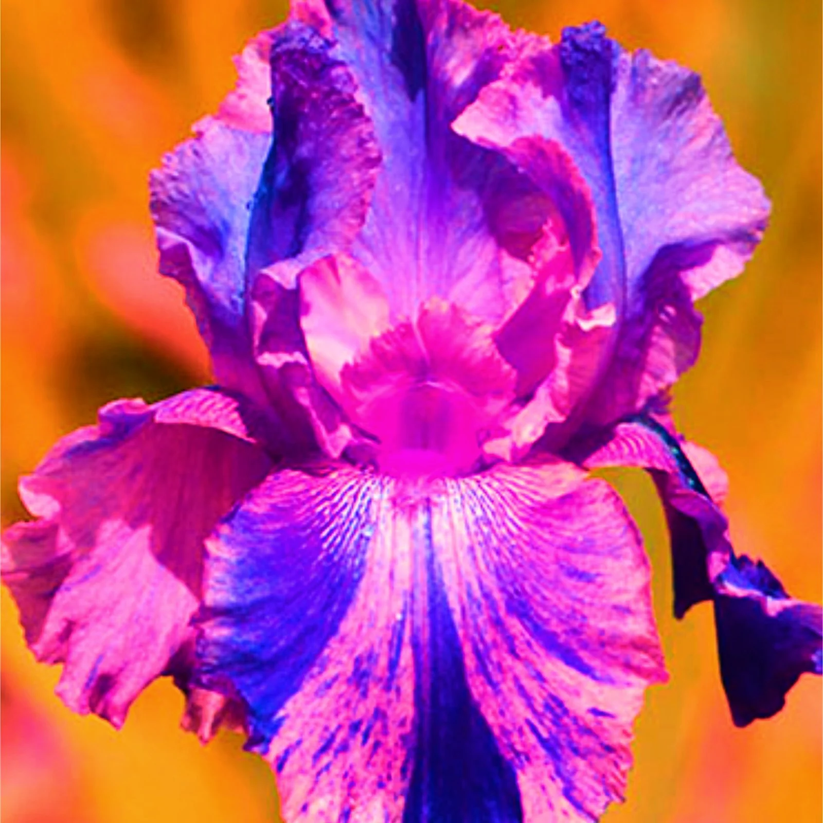 Iris Bulbs For Planting Bearded Iris Bulbs Iris Buls Bulk Iris Plants Garden Decoration Suitable For Various Decorations