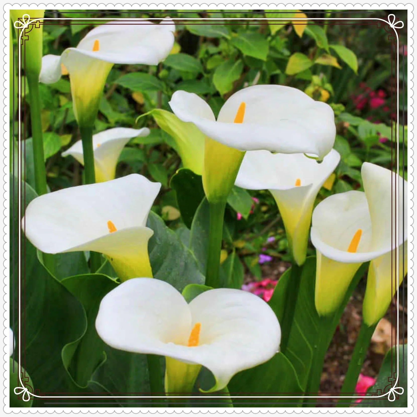 Calla Lily Bulbs Calla Lily Bulbs For Planting Calla Lily Plants Calla Lily Bulbs For Sale Simple Planting