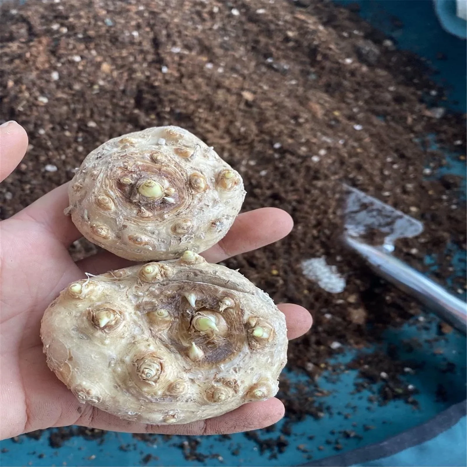 Calla lily bulbs for planting perennial,calla lily bulbs giant,calla lilies bulbs for planting,calla lilies bulbs bulk