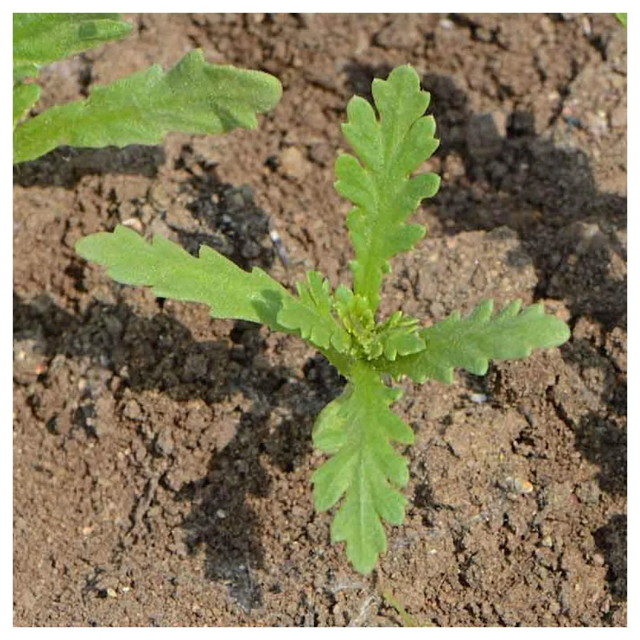 Everwilde Farms - 2000 Garland Daisy Garden Flower Seeds - Gold Vault Jumbo Bulk Seed Packet