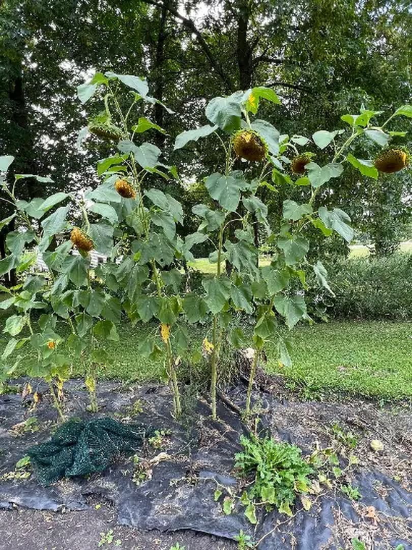 20 Giant Hybrid American- sunflower Seeds #12