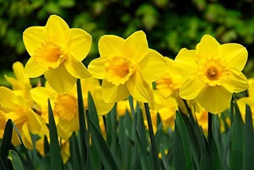 Bulbs for Fall Planting, 50 Bulbs, Daffodil Bulbs Bulk, Yellow Daffodil Bulbs for Planting Narcissus Flower Outdoor Perennial
