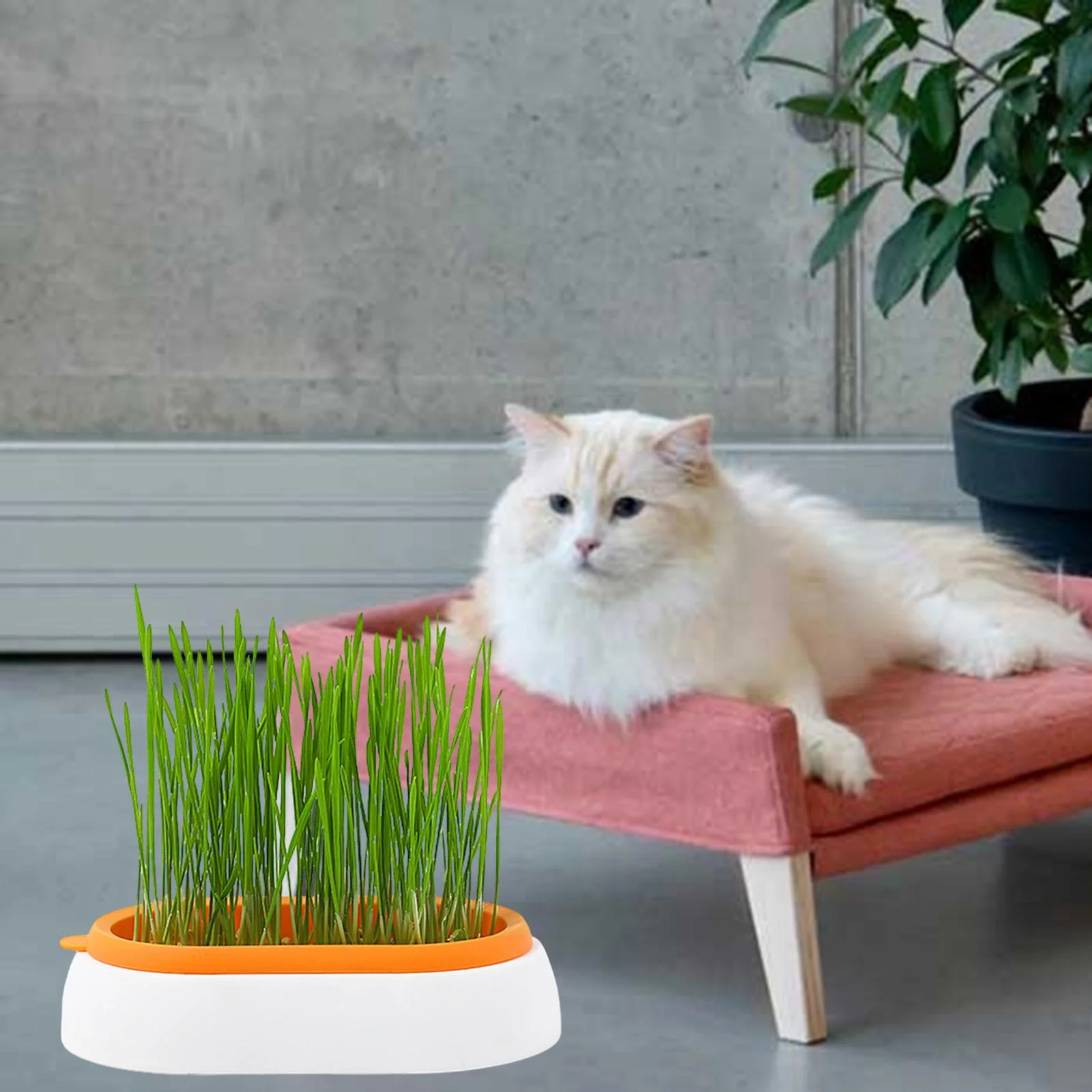 Cat Grass Growing Tray Seed Tray Pet Cats Grass Growing Reusable Soil Grass Sprouting Tray for Greenhouse White