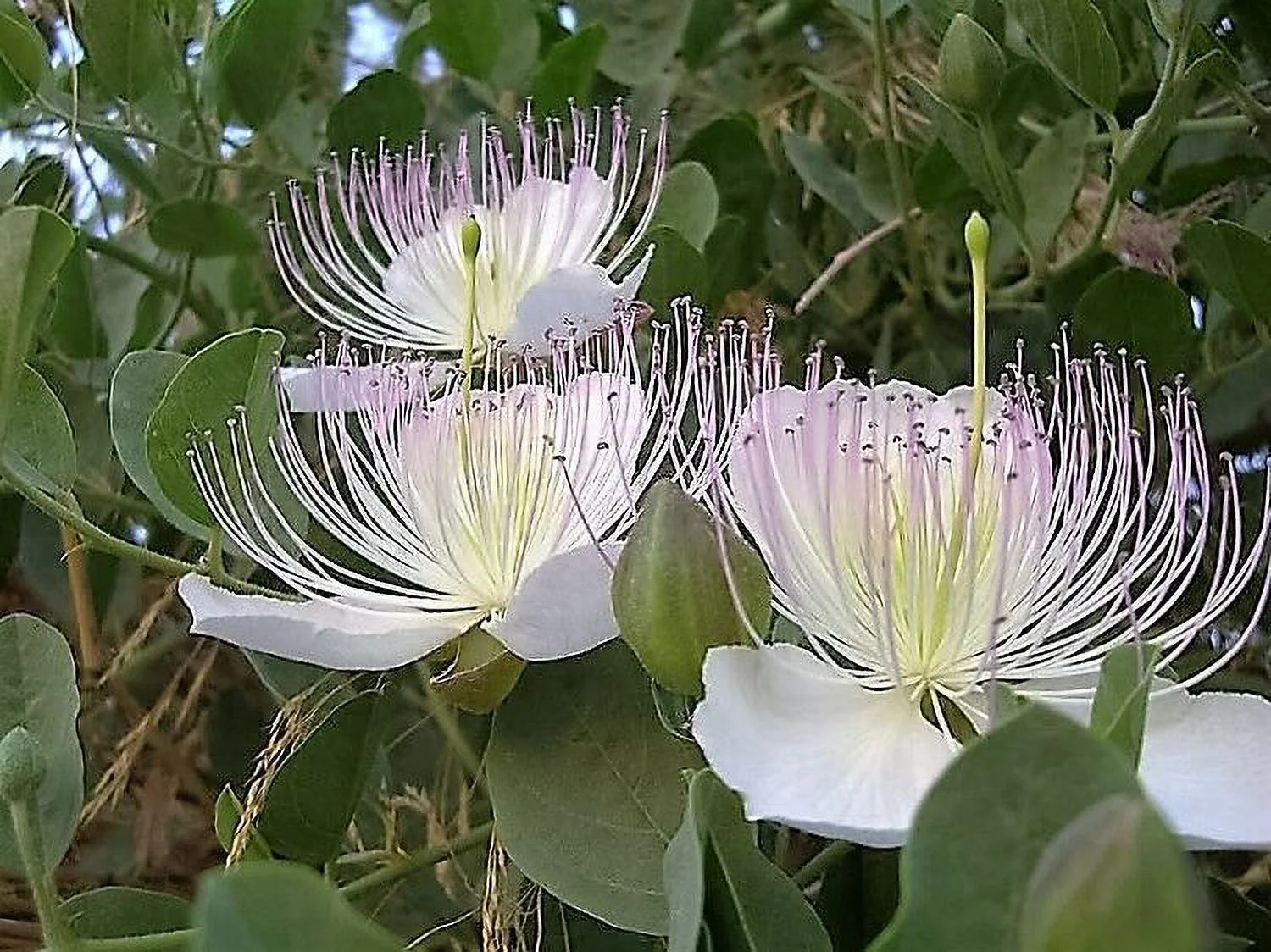 20 CAPER BUSH Edible Capers Flinders Rose Flower Capparis Spinosa Shrub Seeds