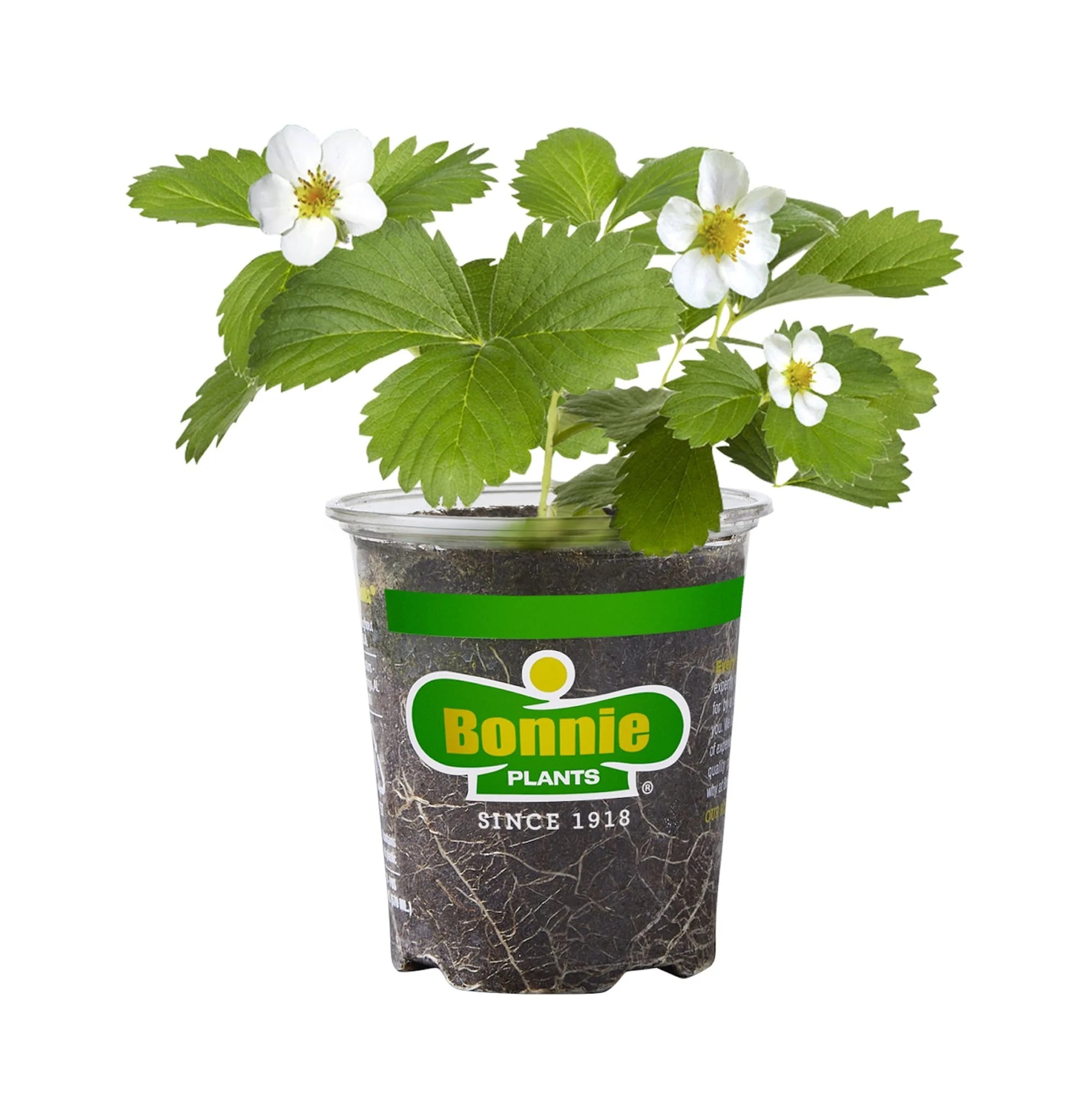 Bonnie Plants Allstar Strawberry 19.3 oz.