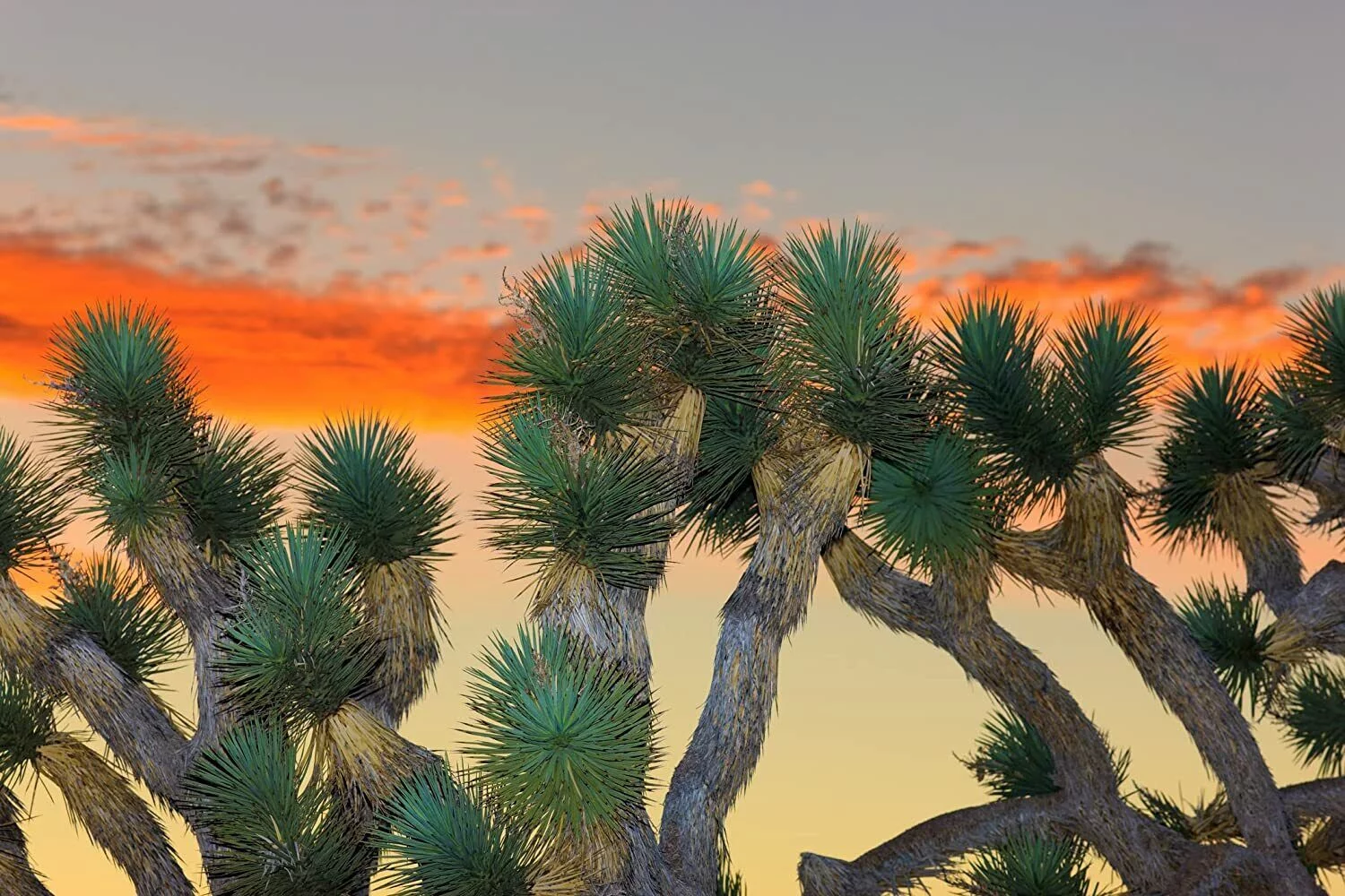10 Joshua Tree Seeds to Grow Highly Prized Joshua Tree